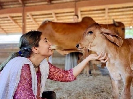 Cow Protection